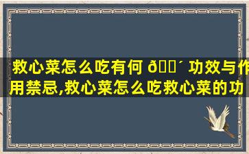 救心菜怎么吃有何 🐴 功效与作用禁忌,救心菜怎么吃救心菜的功效与 🦊 作用